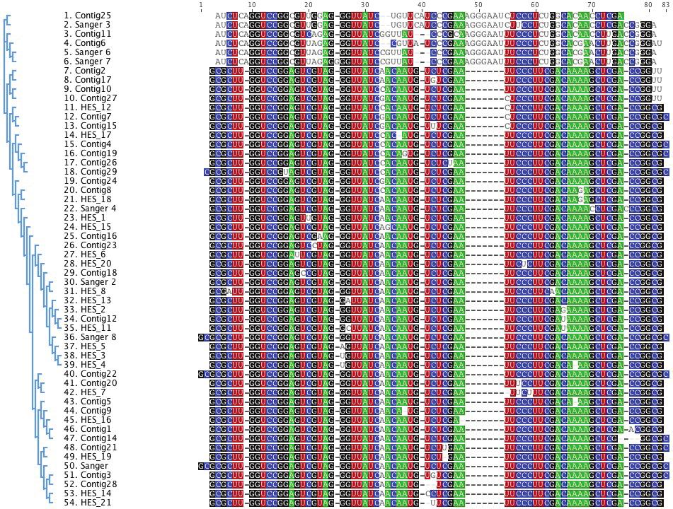 Supplementary Figure 2 Class I Class II Conserved motif Supplementary Figure 2: Full length nematode Y RNAs identified in the secretion product Sequence alignment of all Y RNAs identified in the