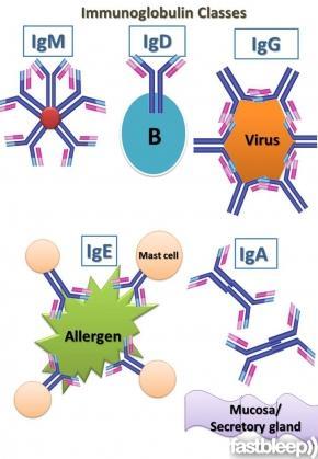 Immunoglobulins (Ig) An antibody (Ab), also known as an immunoglobulin (Ig). Ig behave mainly as γ-globulins. Ig play a key role in the defense mechanisms of the body.