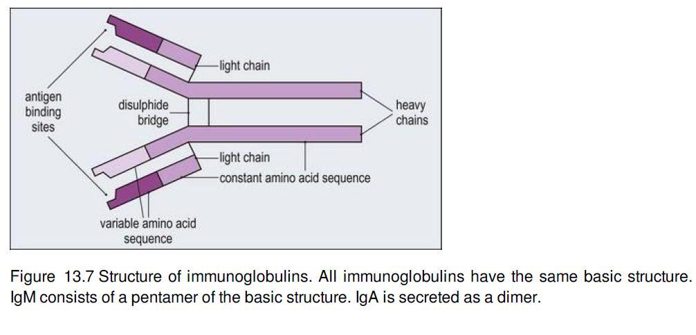 Immunoglobulins (Ig)