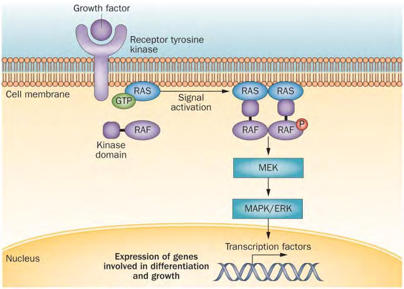 RAF activation of the MAPK/ERK pathway