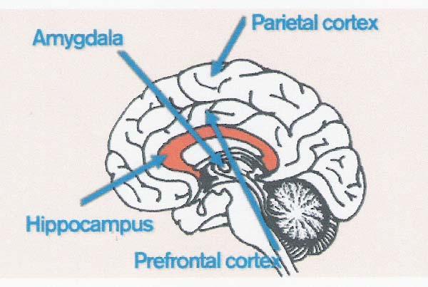 of the brain to shut down The amygdala indicates