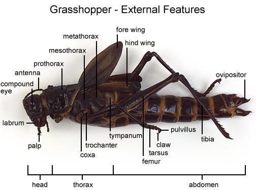 1. Obtain a preserved grasshopper & rinse off any preservative with water. Place grasshopper in the dissecting pan.