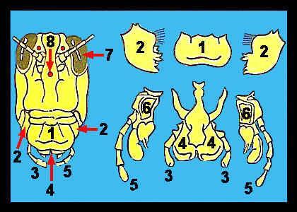 1. Labrum 4. Labium 2. Mandibles 5. Maxillary Palps 3. Labial Palps 6. Maxillae 7. compound eye 8. ocelli 4. Label the mouthparts, eyes, and antenna on Figure 1. 5. Using forceps, remove each of the appendages from the head, and attached them to table 1.
