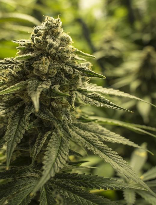 Cannabis Use Disorders are Skyrocketing in the United States Marijuana has more than doubled since 2001, with nearly 10 percent of adults across the country reporting marijuana use in 2013.