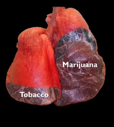 HOW MARIJUANA AFFECTS YOUR BODY The smoke from a marijuana cigarette is 4X MORE carcinogenic than