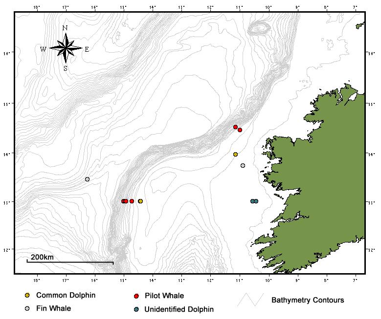 sided dolphins commonly occur in the waters over the Rockall Bank (Wall et al 2006), however sightings tend to occur in shallower waters (< 350m) not covered during this survey. Fig.