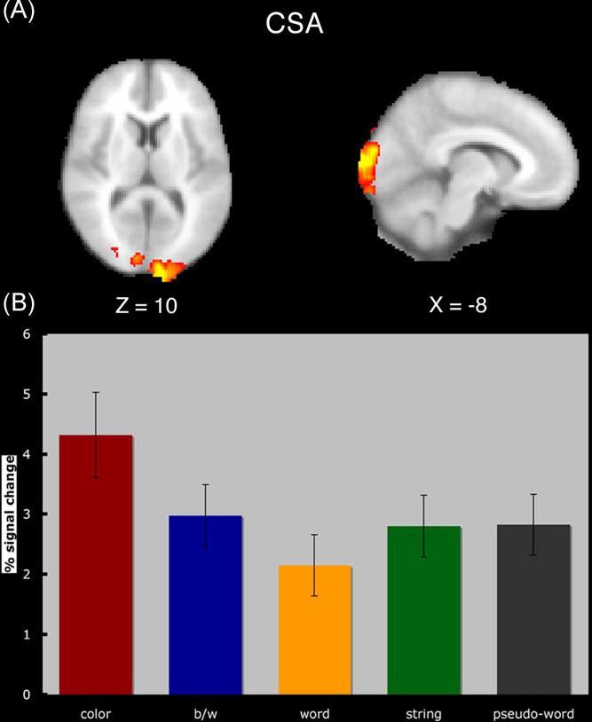 K.I. Erickson et al. / Behavioural Brain Research 197 (2009) 186 197 189 Table 1 Regions from previous studies (Cohen and Dehaene [9]; Vigneau et al. [67]; Zeki et al.