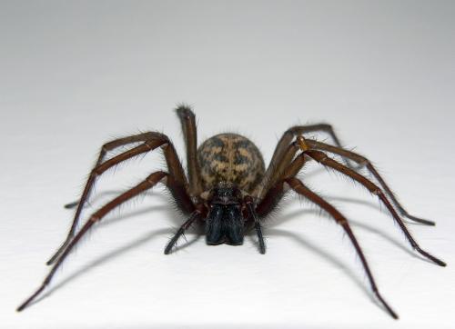 Arachnophobia: Arachnophobia = fear spiders Phobia