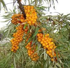 Plants Hippophae rhamnoides Sea buckthorn berries are the rich source of vitamins A, C, E, K, flavonoids, carotenoids, organic acids and oils Can be used for: - treating arthritis, gastrointestinal