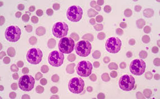 Neutrophils Neutrophils are the first to arrive at an area of inflammation. Clear the area of cellular debris through phagocytosis.