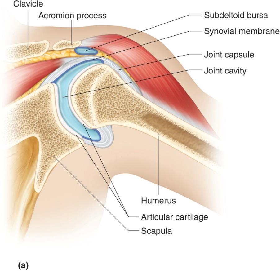 Figure 8.13a Shoulder Joint Shoulder Joint: AKA Glenohumeral Joint Ball-and-socket. Head of humerus and glenoid cavity of scapula.