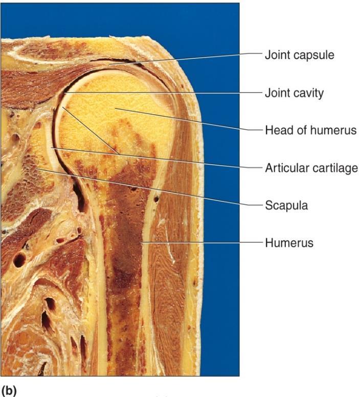 Major ligaments of the shoulder