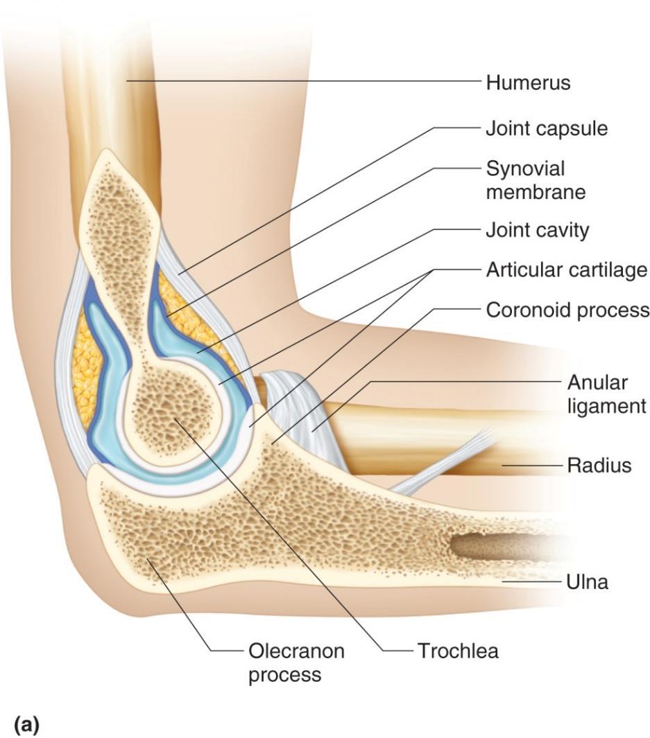 Elbow Joint: Contains 2 articulations: Humeroulnar & Humeroradial Hinge joint: Between trochlea of humerus and trochlear notch of ulna.