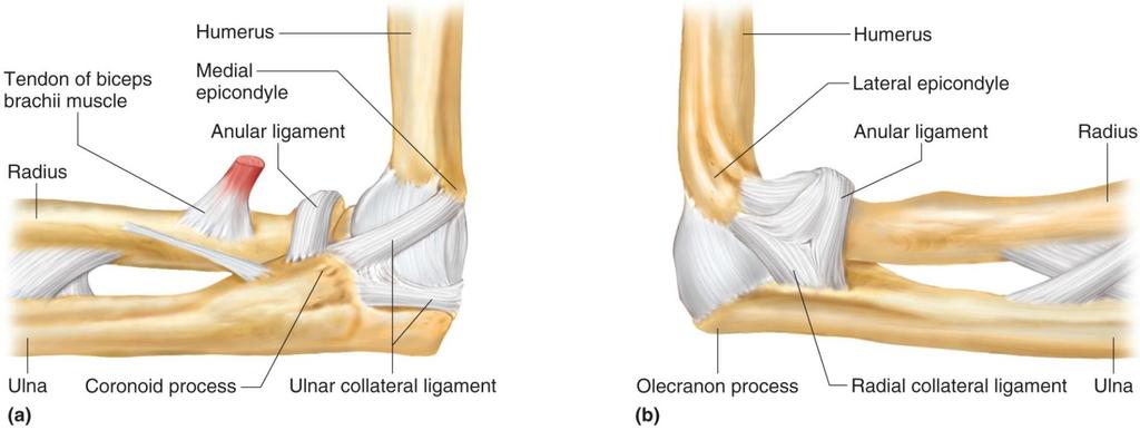 Major ligaments of elbow joint: Radial collateral