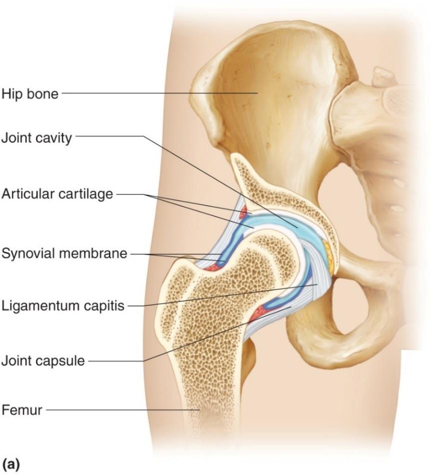 Hip Joint: AKA: Acetabulofemoral Ball-and-socket joint. Head of femur and acetabulum of hip bone.