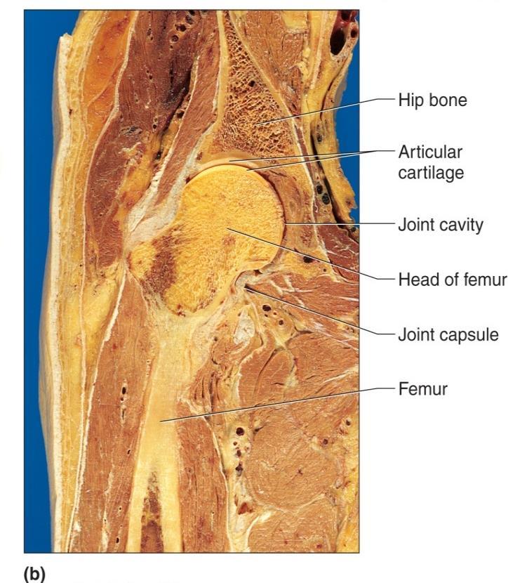 Major ligaments of the hip joint: