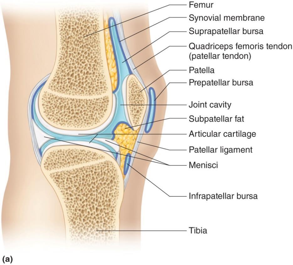 Knee Joint: AKA: Tibiofemoral Largest & most complex joint. 3 bones: Femur: Medial and lateral condyles of distal end.