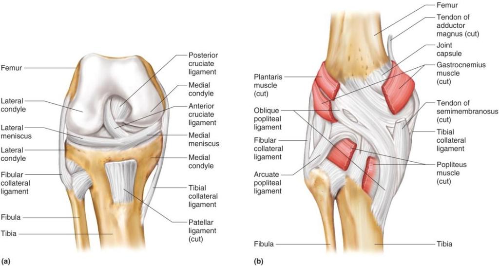 Major ligaments of the knee joint: Patellar ligament. Oblique popliteal ligament. Arcuate popliteal ligament. Tibial (medial) collateral ligament. Fibular (lateral) collateral ligament.