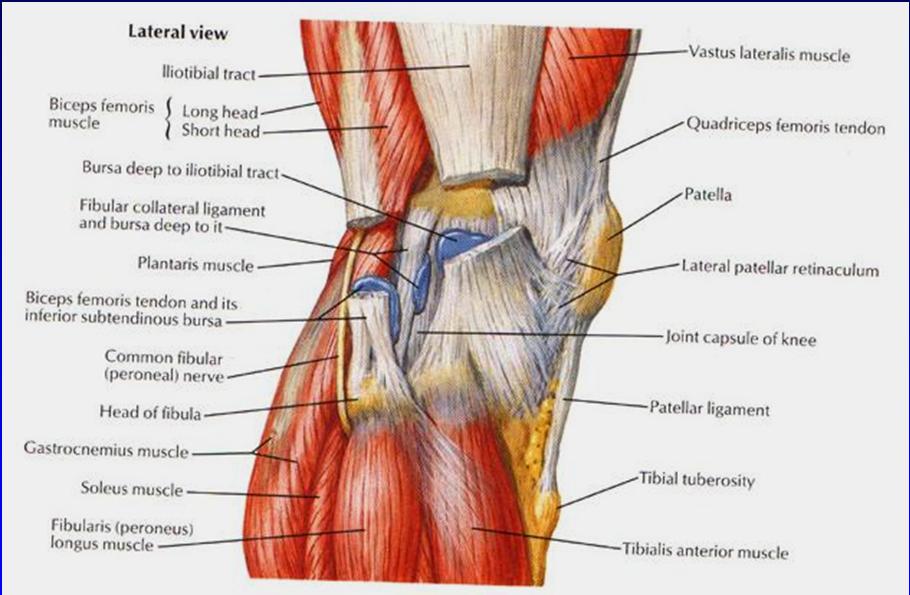 Nerve Entrapment Syndromes Peroneal: Common peroneal Superficial peroneal Tibial