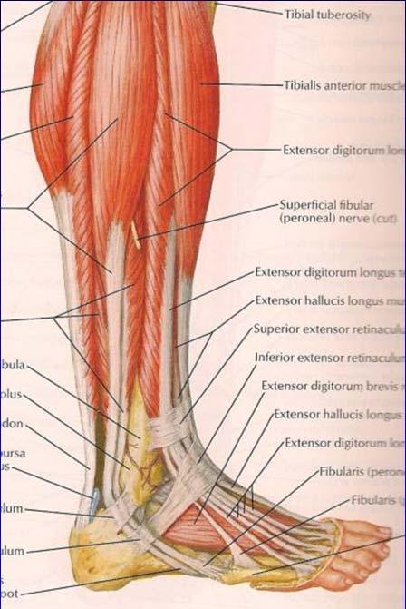 Superficial Peroneal Nerve Pierces crural fascia of leg: 9.