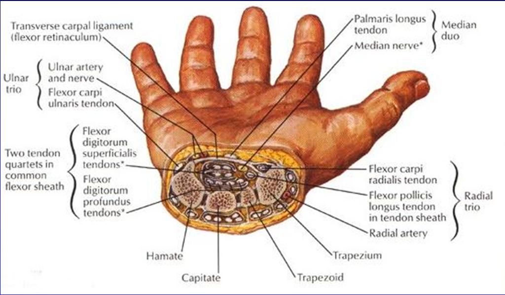 Volar Wrist From: Netter s Atlas of Human Anatomy Carpal Tunnel Syndrome: Proximal median
