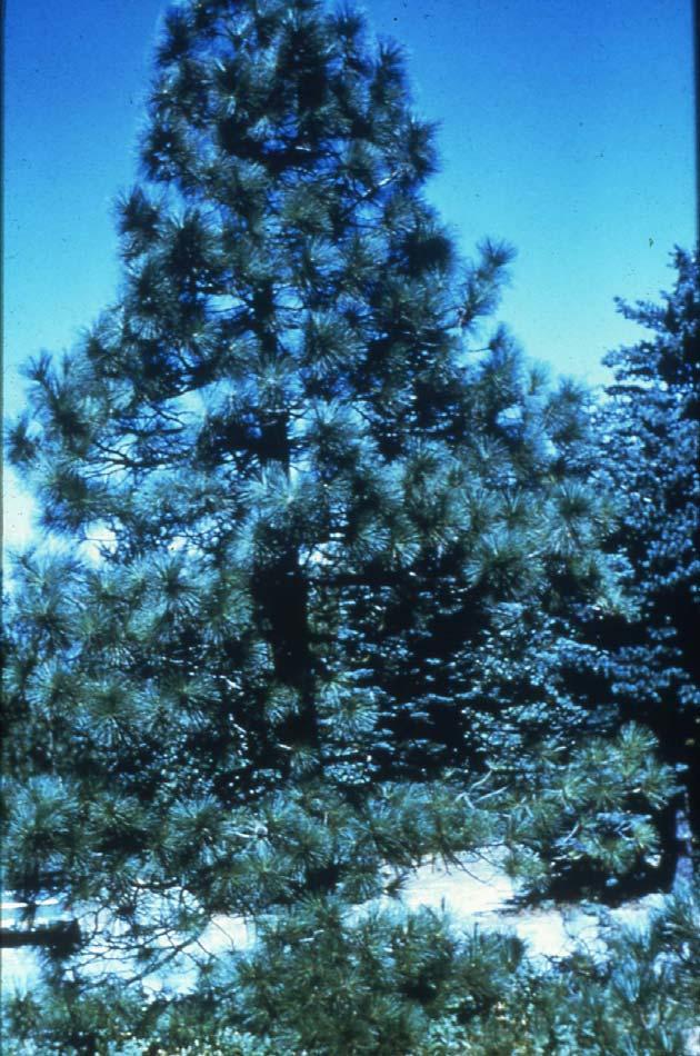 Healthy Ponderosa pine in the San Bernardino
