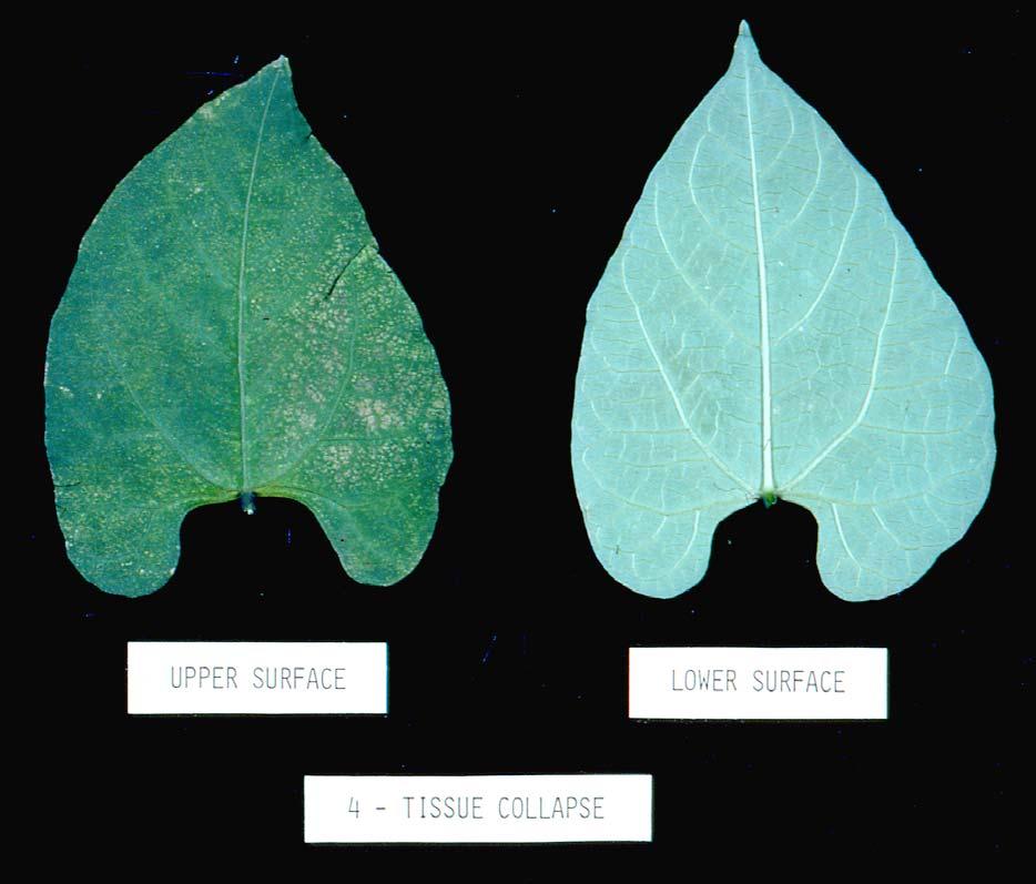 Acute effects of O 3 on bean.