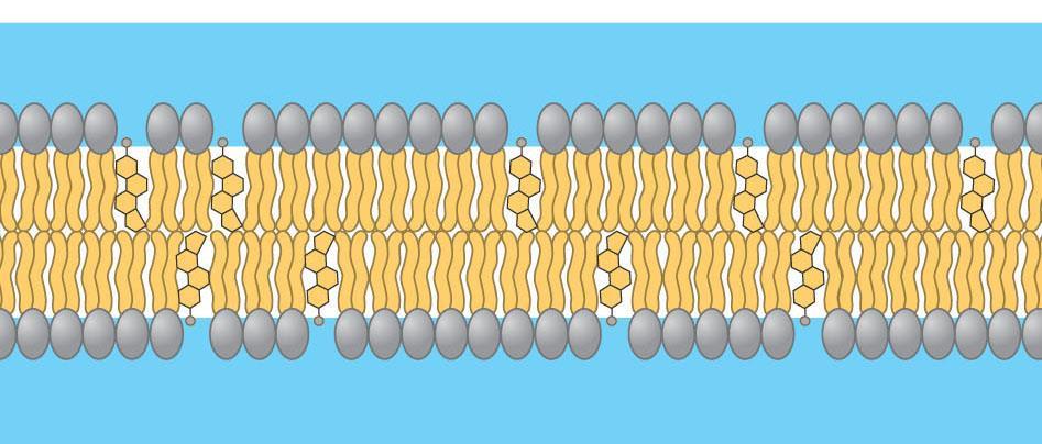 Role of cholesterol wedges between phospholipids and stabilizes structure hinders close packing
