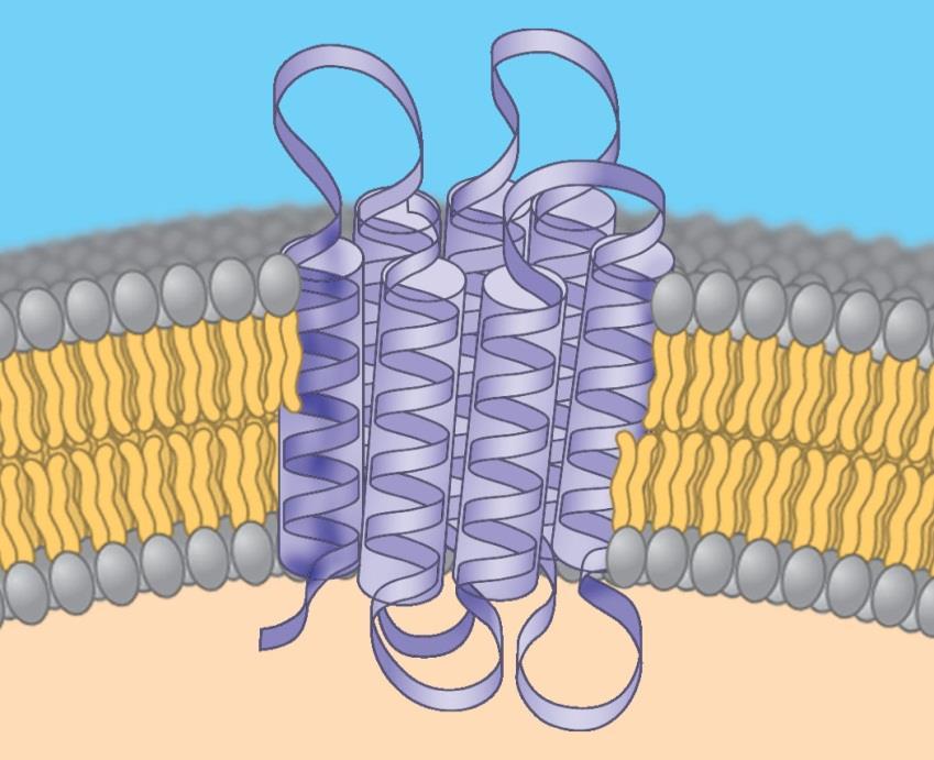 Integral proteins Penetrate the hydrophobic core of the lipid bilayer Are often transmembrane proteins,