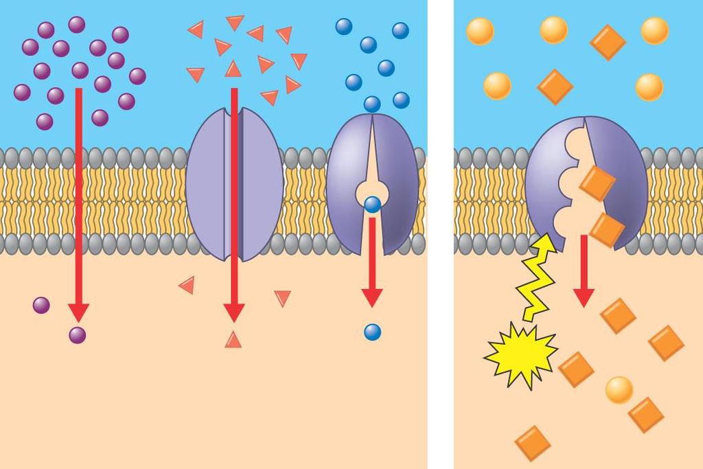 Passive and active transport compared Passive transport. Substances diffuse spontaneously down their concentration gradients, crossing a membrane with no expenditure of energy by the cell.