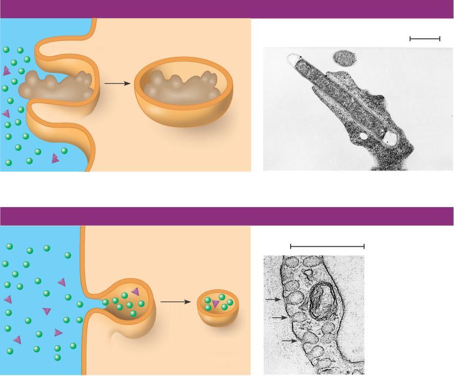Three types of endocytosis Figure 7.