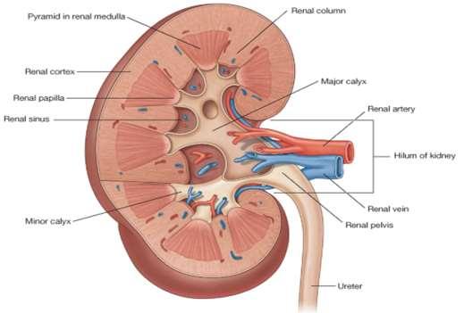 6 KIDNEY STRUCTURE A.