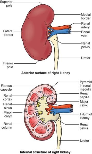 Kidney Anatomy 2 Anatomical Sections