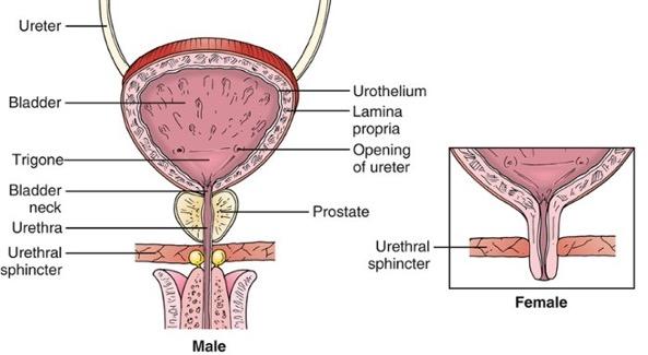 Posterior and inferior to symphysis pubis (tilt US beam into pelvis) Ureters enter trigone on