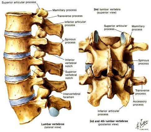 Anatomy Lumbar Spine -Spinal cord ends at L 1 -L 2 in adults