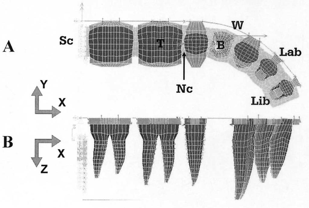 Volume 123, Number 4 Sung et al 443 Fig 2. 3D FEM model and boundary conditions in X-Y and X-Z planes. A, Occlusal view; B, lingual view.