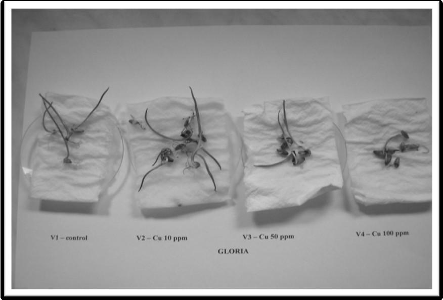 Fig. 1 Copper influence on seed germination of rye variety Gloria Fig.