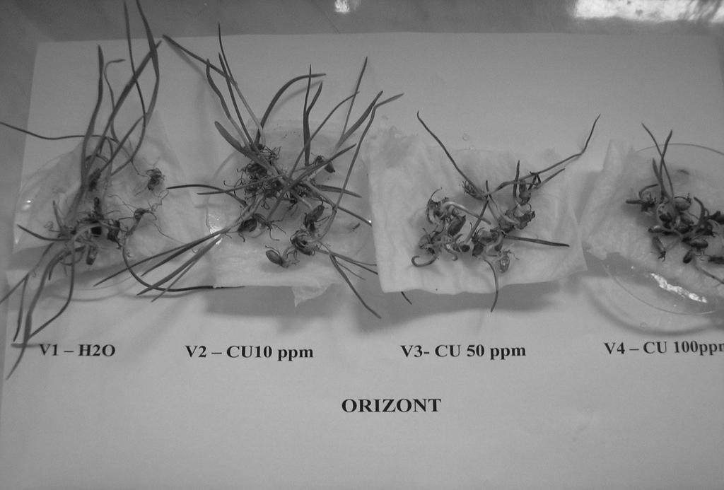 Fig. 3. Copper influence on seed germination of rye variety Orizont Fig.