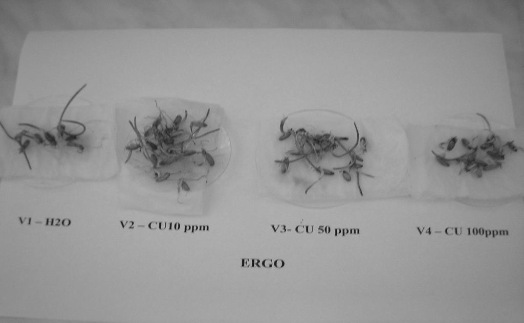 Fig. 5. Copper influence on seed germination of rye variety Ergo. Fig. 6.