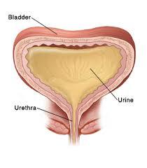 The bladder Shaped like a pear, the bladder stores the urine created by