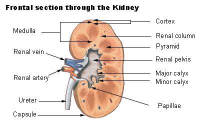 Diseases of renal system : Normal anatomy of renal system : Each human adult kidney weighs about 150 gm, the ureter enters the kidney at the hilum, it dilates into a funnel-shaped cavity, the pelvis,