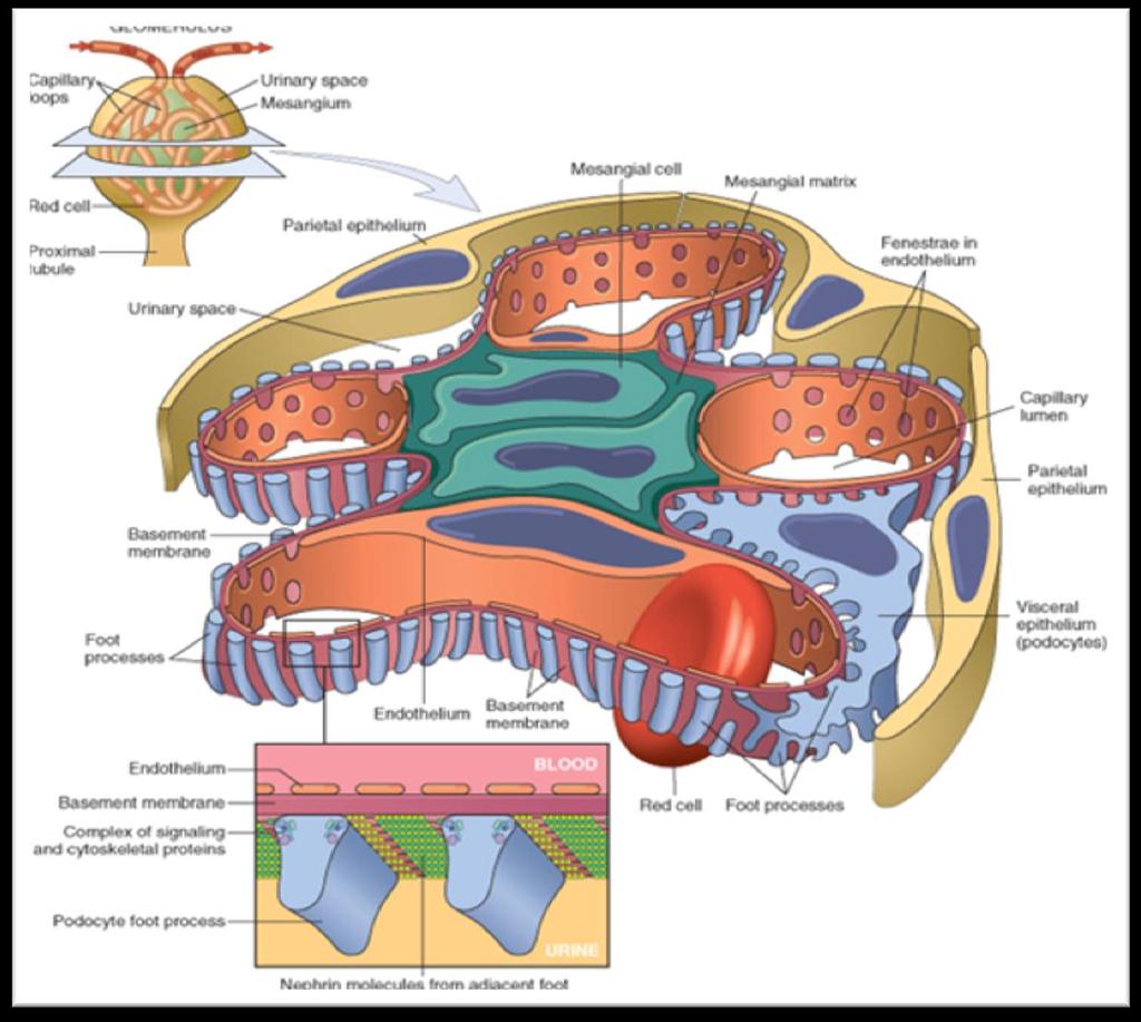 Glomerular diseases : The glomerular capillary wall is the filtering membrane and consists of the following structures: A. thin layer of fenestrated endothelial cells, B.