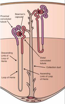 Nephron Structures Structures of the nephron include Glomerulus = cluster of capillaries glomerul/o Bowman s