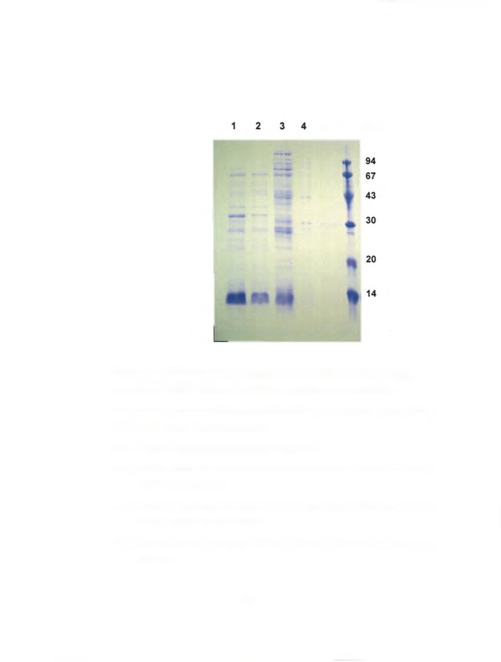5 6 kda Figure 5.6 SDS-Polyacrylamide gel electrophoresis of the recombinant protein pet-pdest42-xyl-cat purified by non-denaturing condition. The gel was stained with Coomassie Brilliant Blue.