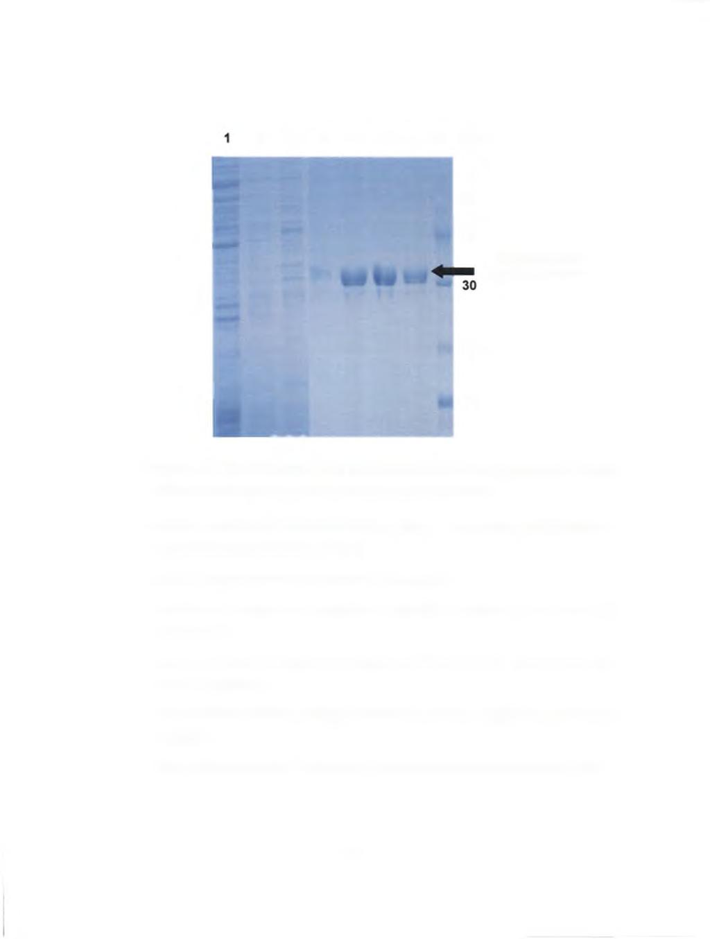2 3 4 5 6 7 8 kda, m 94 -«i 67 ^ 43 Recom binant Xyl-Cat protein 20 14 Figure 5.