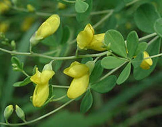Baptisia tinctoria. Fabaceae Dry root Anti-inflammation Aid digestion http://www.flickr.