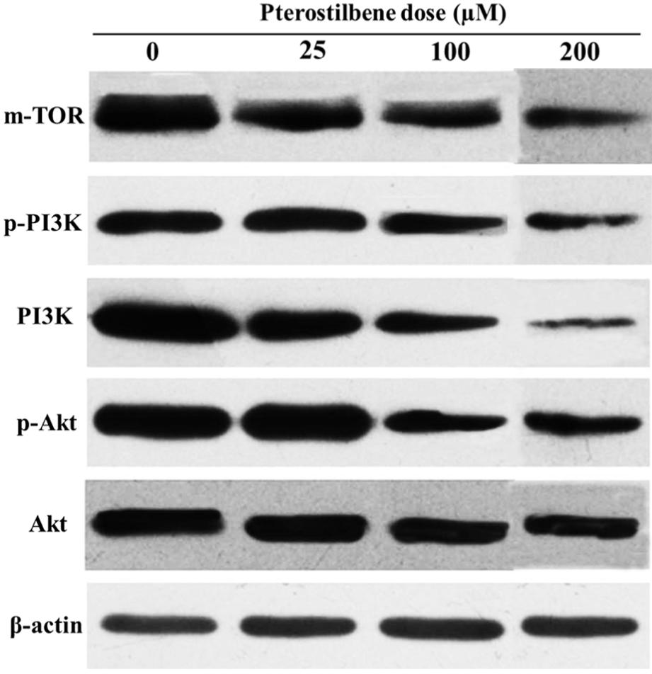 The Figure proves that pterostilbene triggers DNA damage in HeLa cells.
