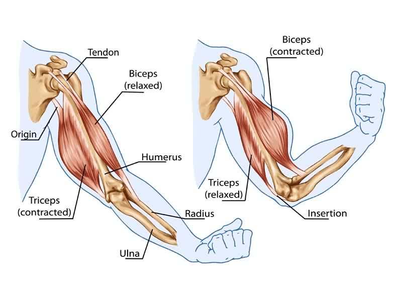 Know the roles of the major muscles ANTAGONISTIC PAIRS OF Muscles working to produce movement. How Muscles create Movements at joints: Muscles are Arranged in PAIRS.
