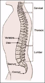 The Importance of a Healthy Back To assist you to take care of your back, a basic understanding of the structures of your spine is important.