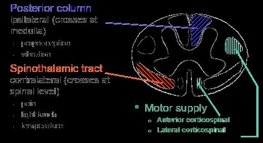 Motor Neurone (UMN) o From the motor cortex to anterior horn cell (relay station) of the spinal